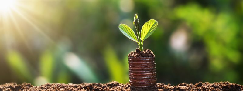 SureBooks- accounting services for small bsuiness South Africyoung-plant-grow-on-coins-with-sunrise-finance-and-accounting-concept-min