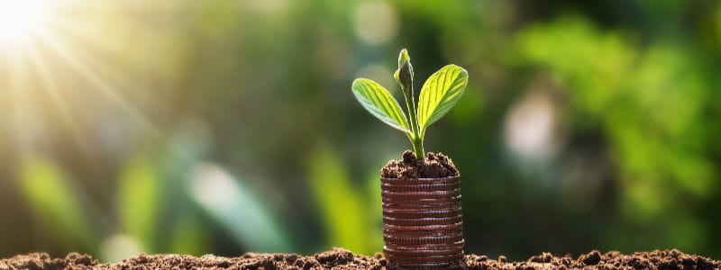 SureBooks - Accounting Services Cape Town -young-plant-grow-on-coins-with-sunrise-finance-and-accounting-concept-060791195635 (1)